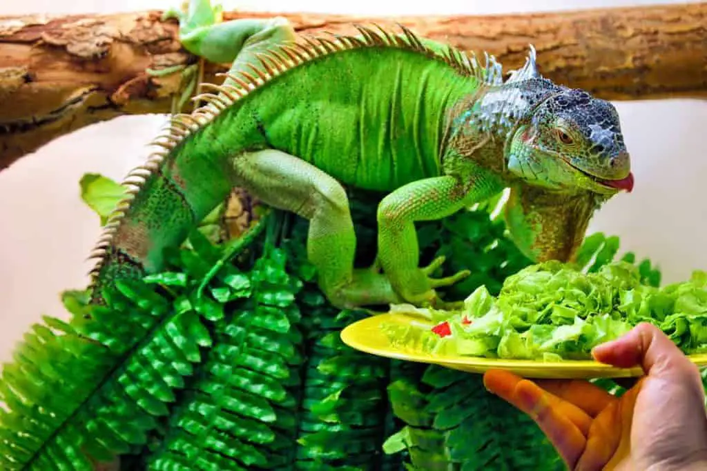 What Do Iguanas Eat 1024x683 1
