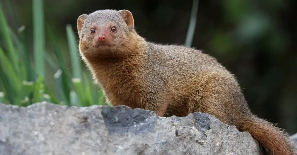 What Eats Snakes Mongoose 1024x535 1