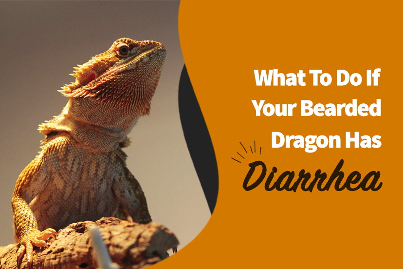 What to Do if Your Bearded Dragon has Diarrhea