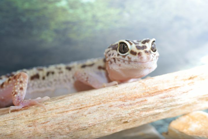 Why Does My Leopard Gecko Stare At Me e1682079490903