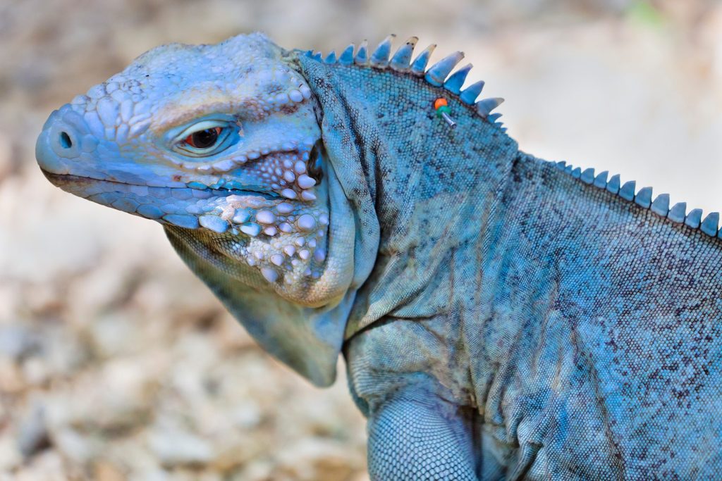 Why do iguanas have three eyes 0d7f7ff