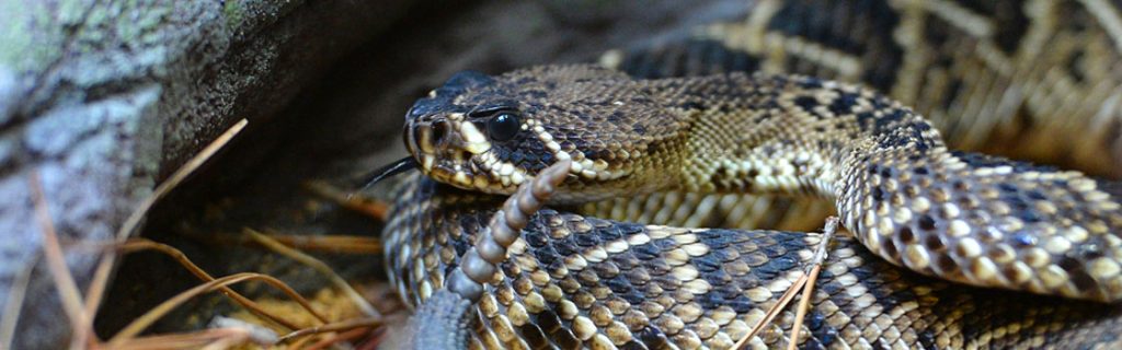 Wildlife Our Animals Snake Eastern diamondback rattlesnake 1120x350 1