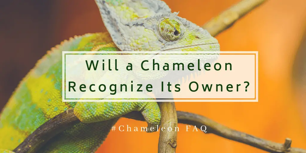 Will a Chameleon Recognize Its Owner 1