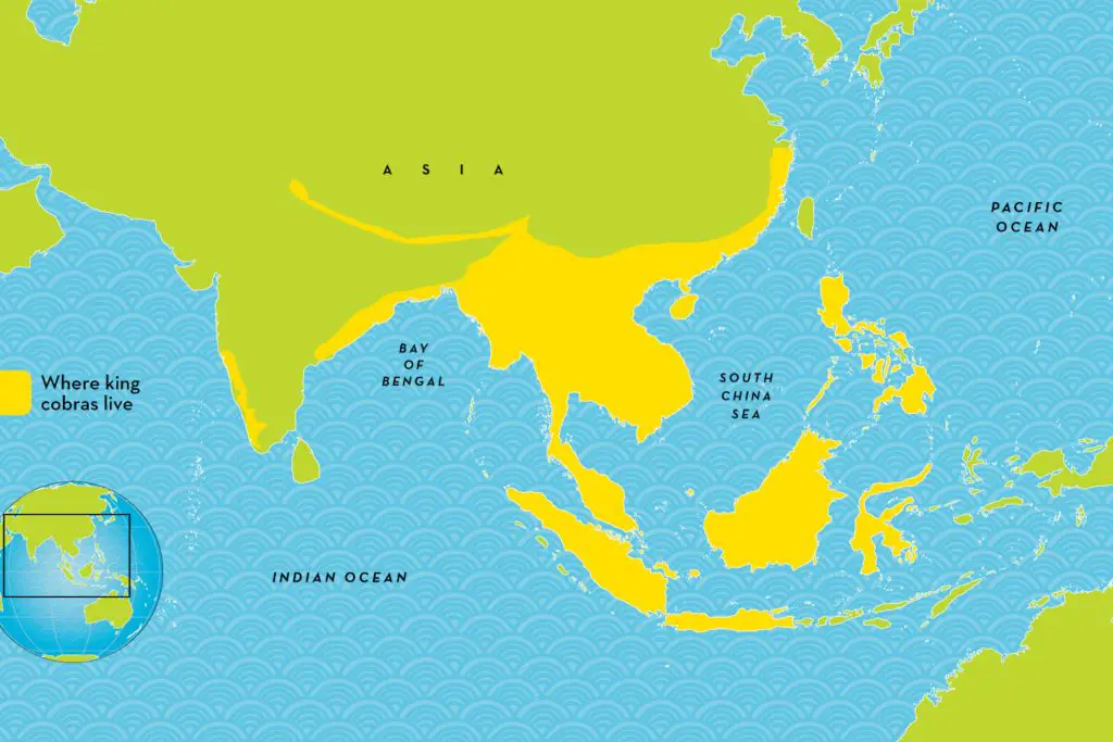 World Map Animal Terr King cobra 3x2