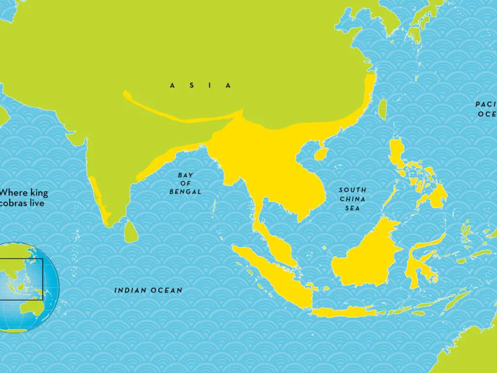 World Map Animal Terr King cobra 4x3