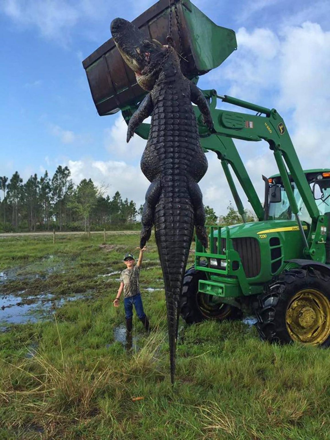 How Many Alligators Are In Lake Okeechobee?