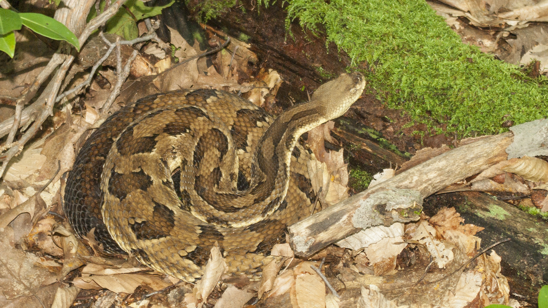 Rattlesnake Conservation: Why These Snakes Matter And How To Help