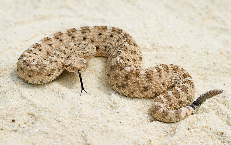 a rattlesnake in the sand
