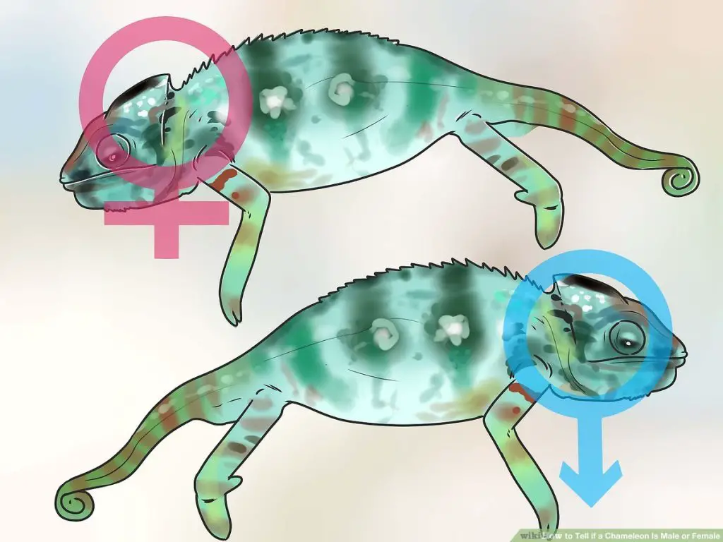 aid270849 v4 1200px Tell if a Chameleon Is Male or Female Step 13