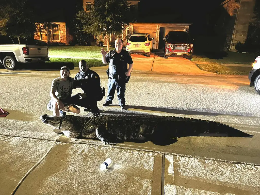 alligator 2