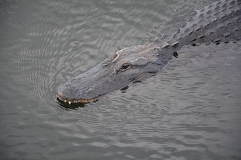 alligator 485189 1920