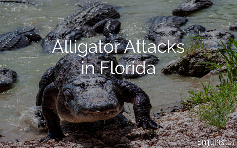 alligator attacks 1
