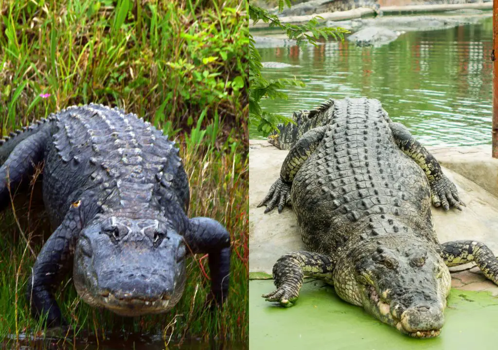 alligator crocodile