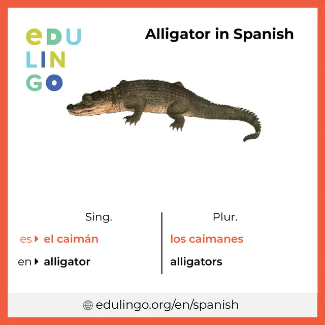 alligator in spanish image
