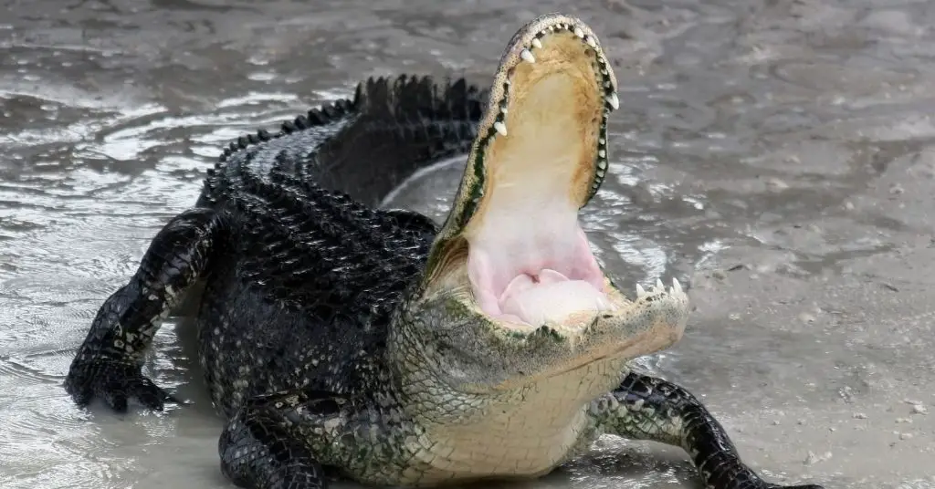 alligator mississippiensis defensive 0