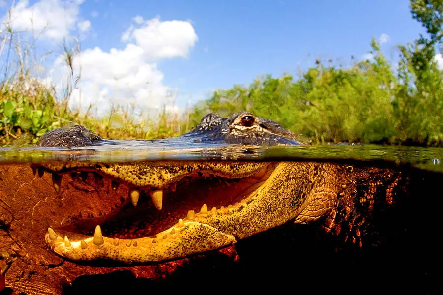 alligators in the everglades