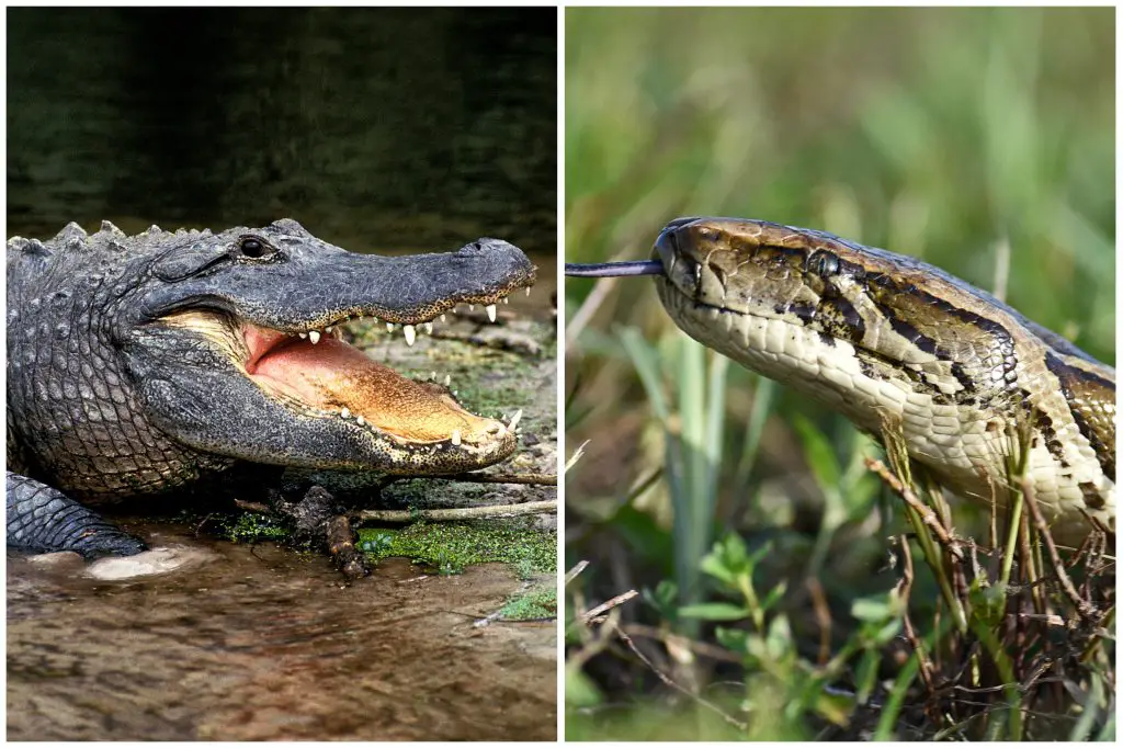 american alligator burmese python