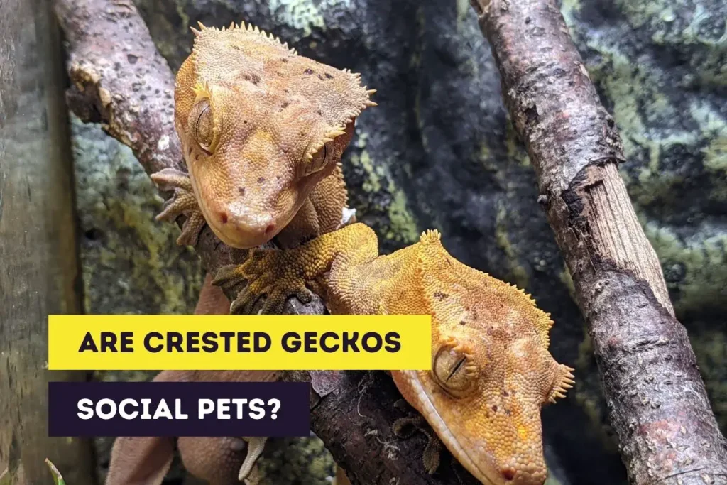 are crested geckos social pets