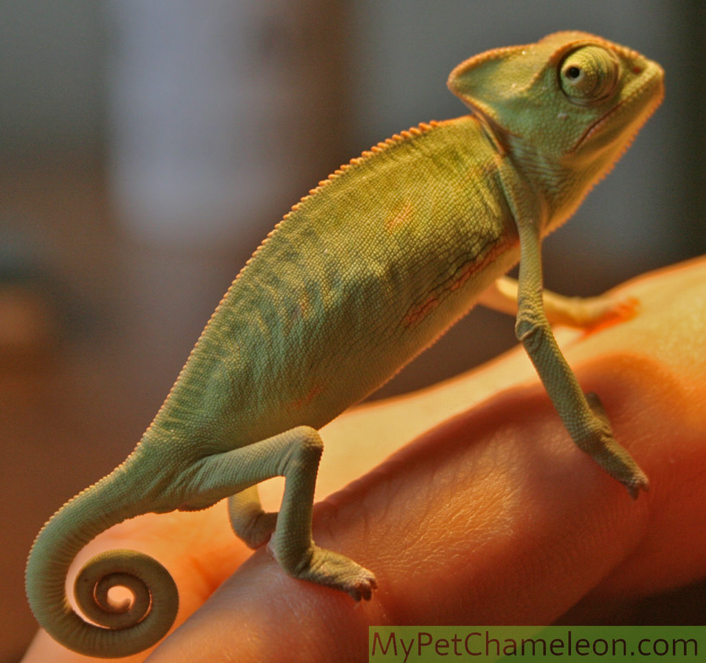 baby chameleon yemen 1024x962 1