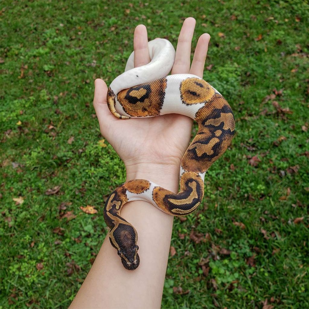 ball python handling