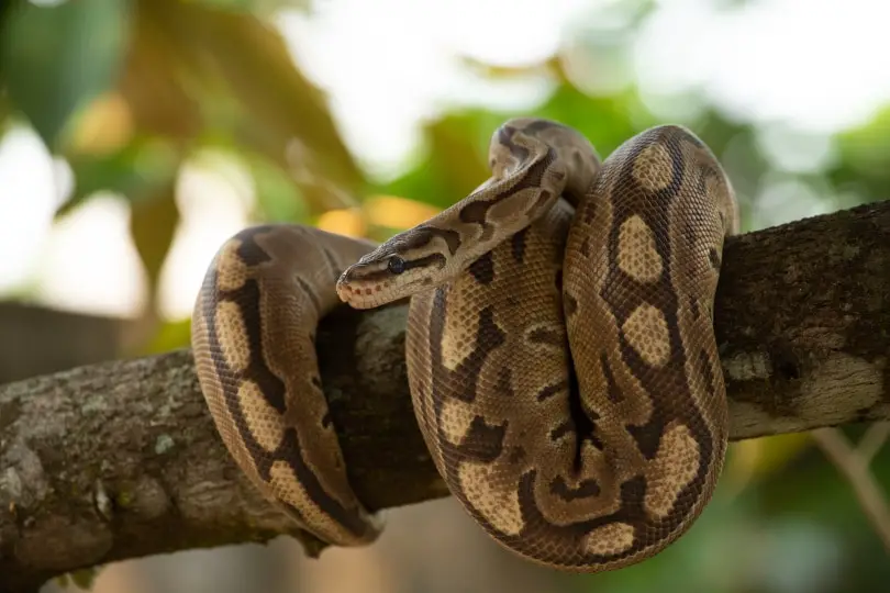ball python lying on a tree BikerPhoto Shutterstock