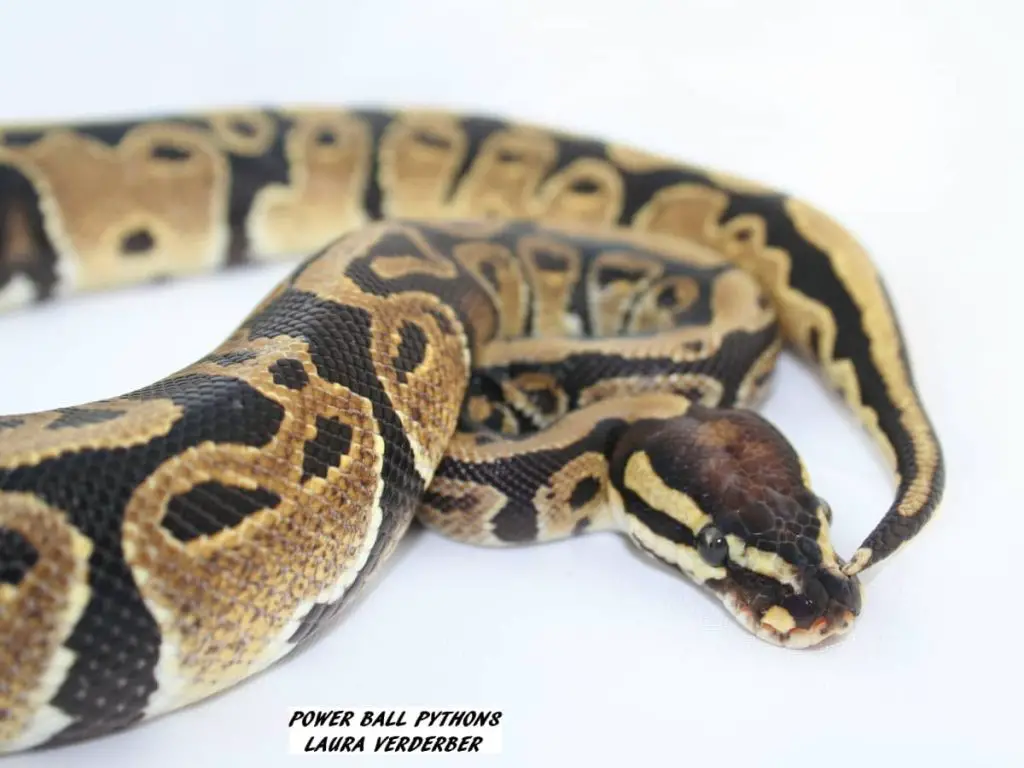 ball pythons make great pets