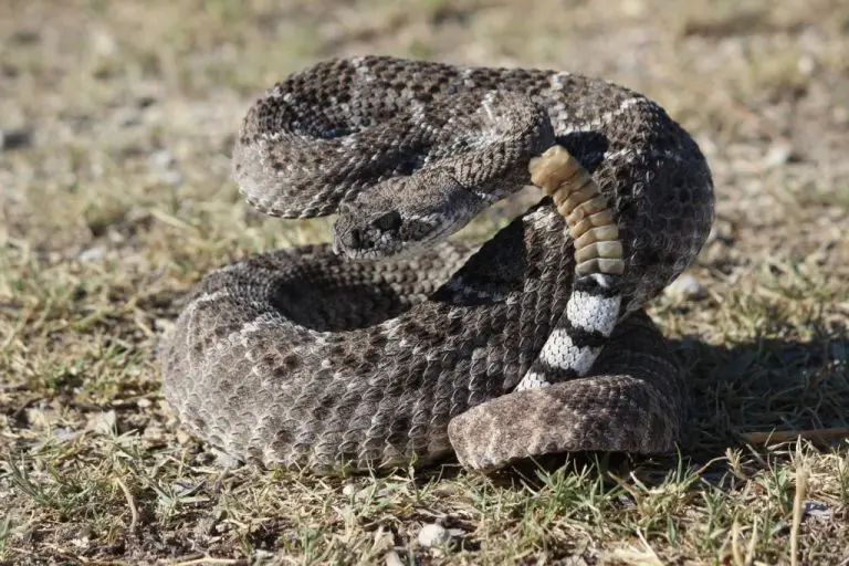 Where Are Rattlesnakes In Texas?