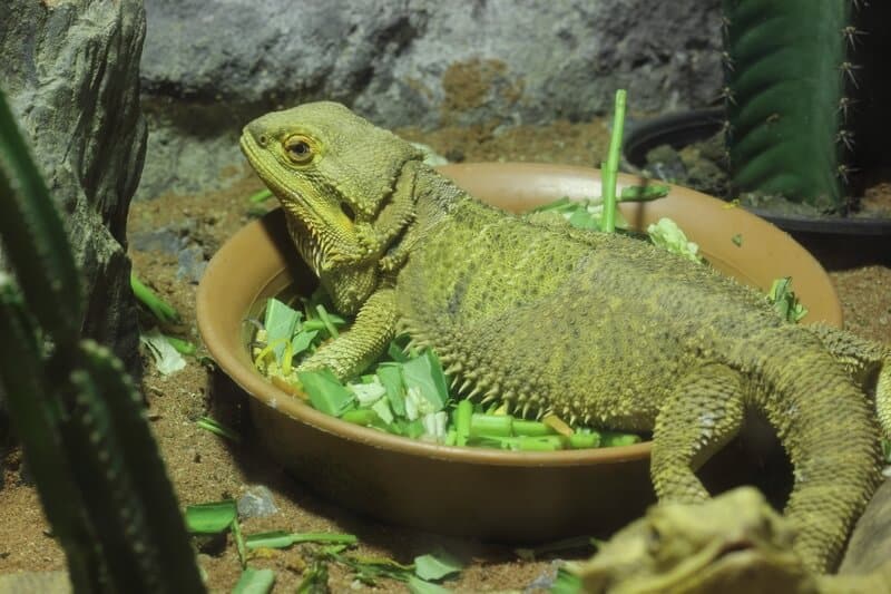 bearded dragon in bowl with kale