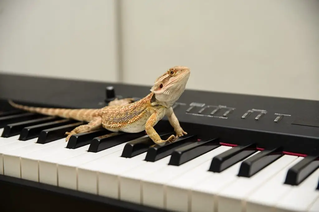 bearded dragon playing piano on ziv Shutterstock
