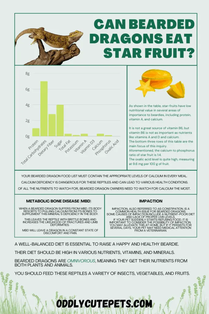 bearded dragon star fruit infographic 683x1024 1