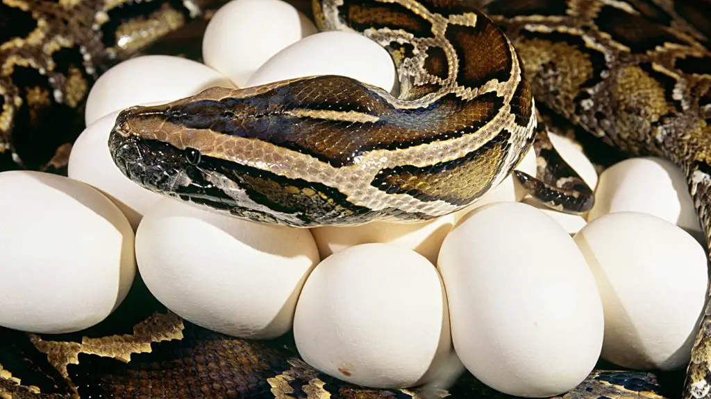 burmese python eggs