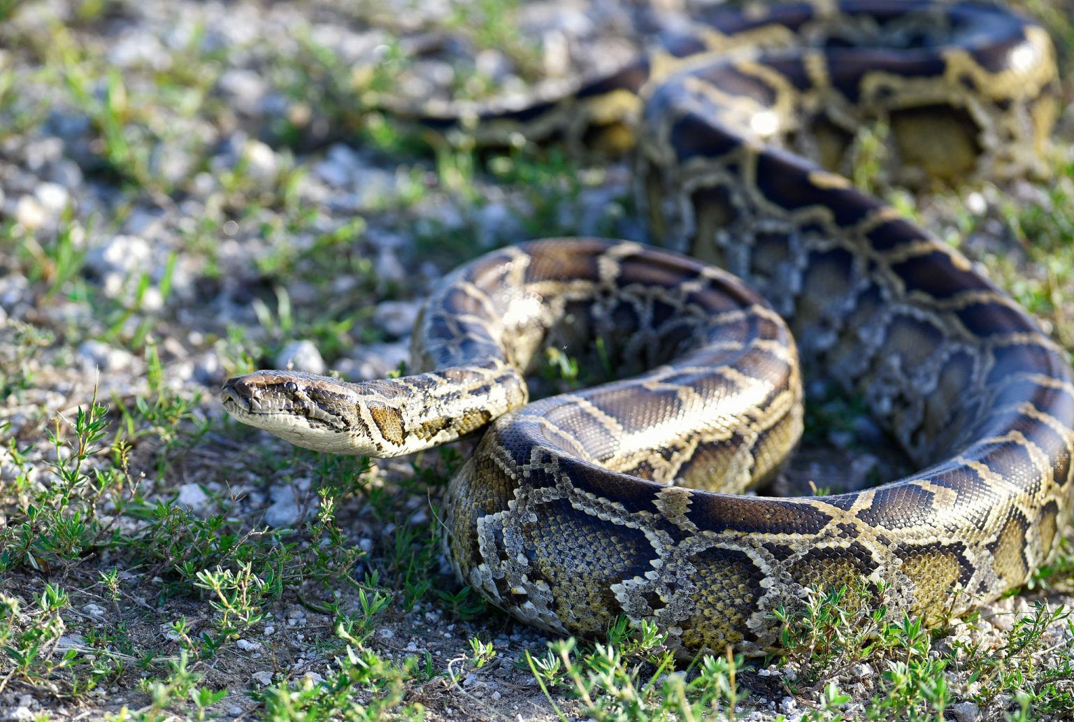 Are Burmese Pythons Dangerous