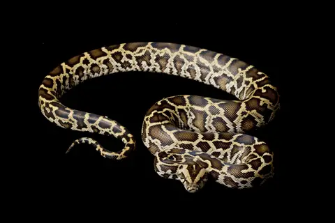 burmese python for sale