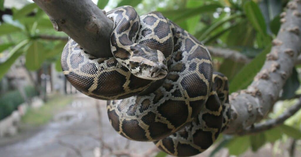 what-do-pythons-eat-in-the-rainforest