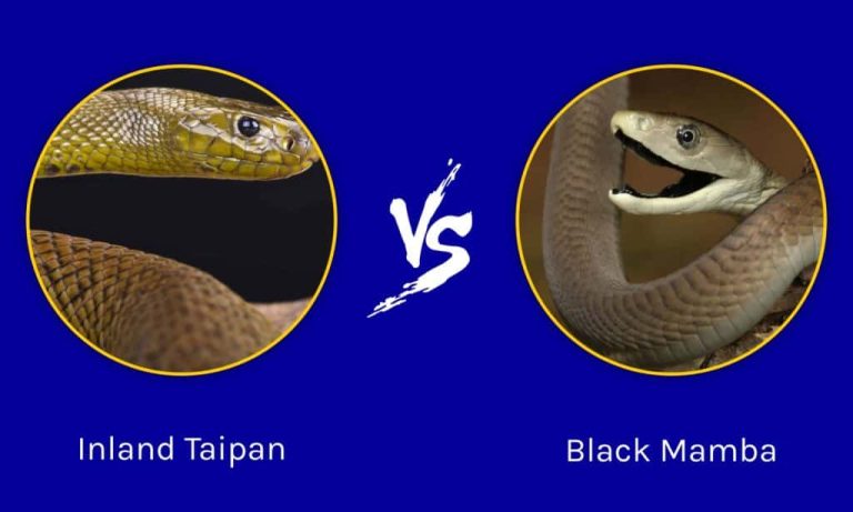 Rattlesnake Vs Inland Taipan: Which Is Better For You In 2023?