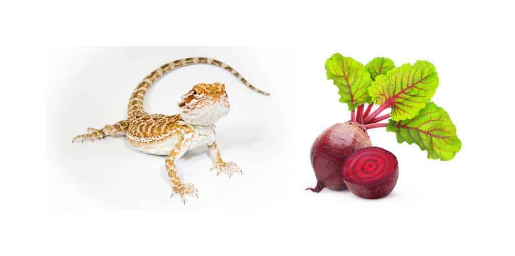 can bearded dragons eat beets