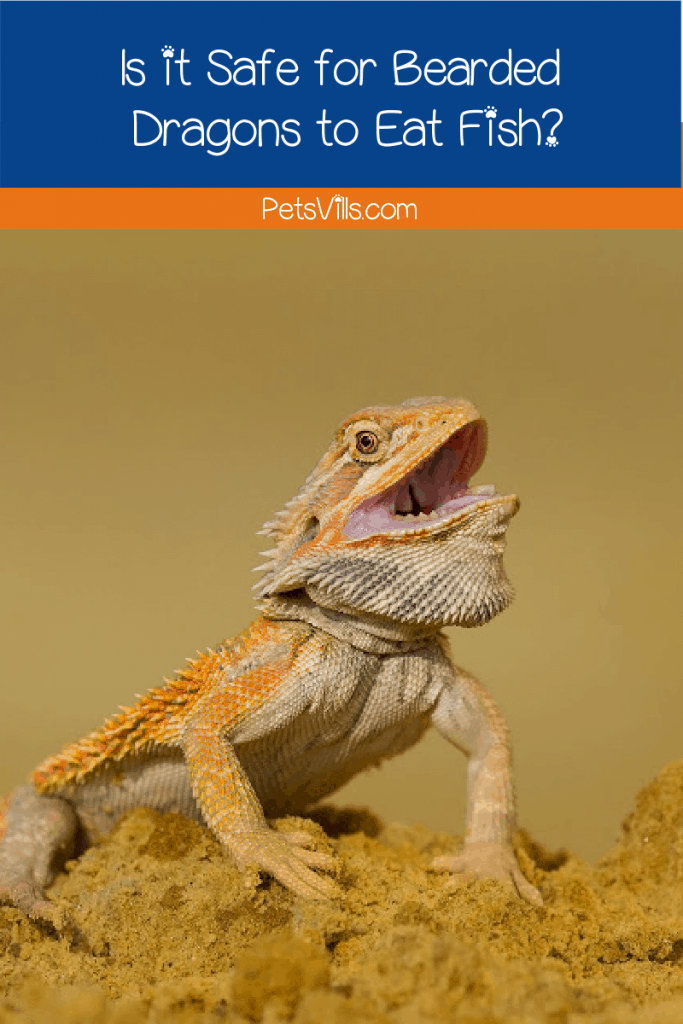 can bearded dragons eat fish 683x1024 1