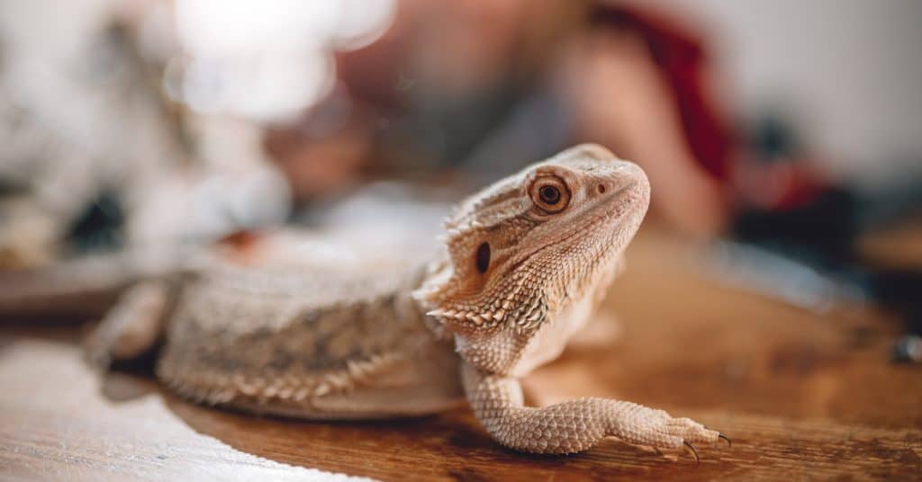 can bearded dragons eat goldfish a 1024x536 1
