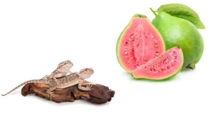 can bearded dragons eat guava 720x405 1