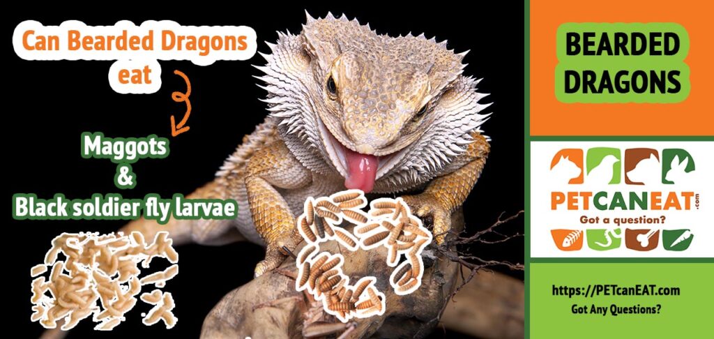 can bearded dragons eat maggots black soldier fly larvae 1024x486 1