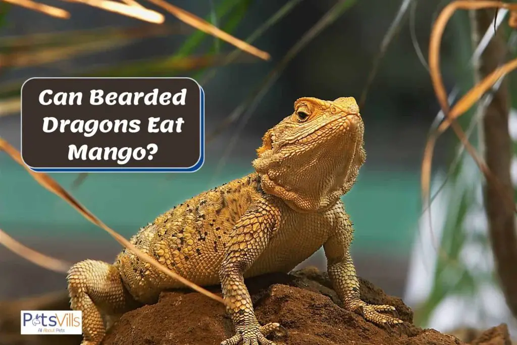 can bearded dragons eat mango