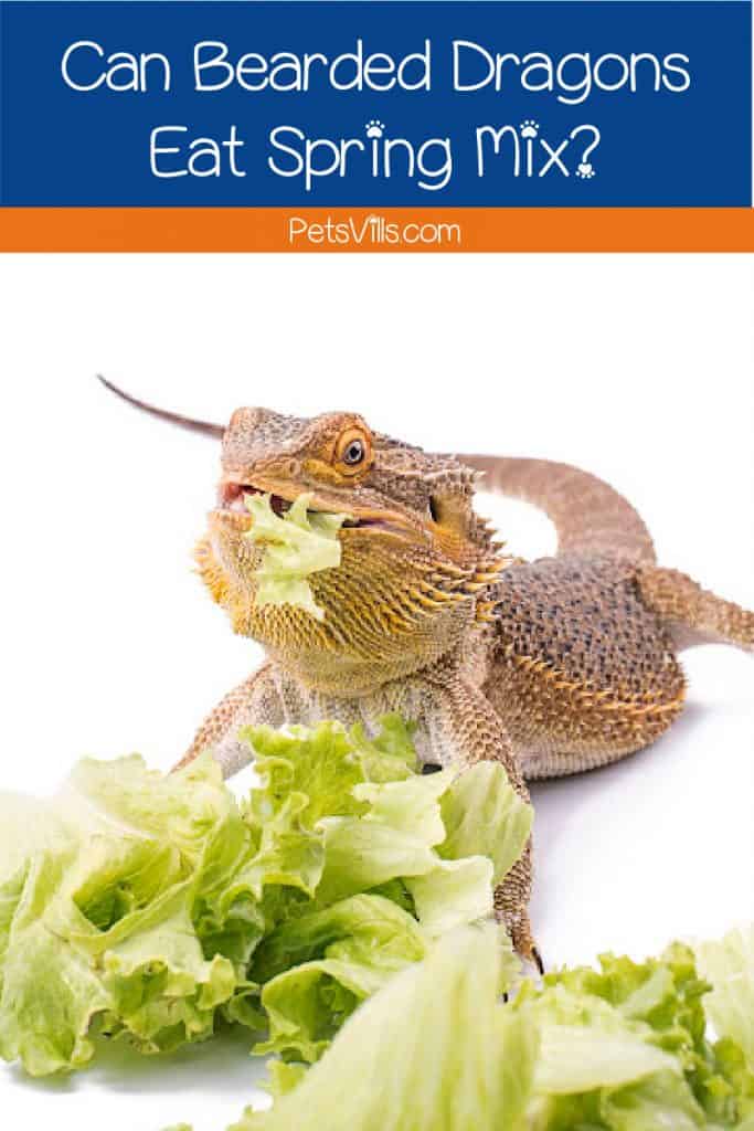 can bearded dragons eat spring mix 1 683x1024 1
