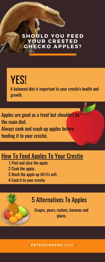 can crested gecko eat apples infographic 1
