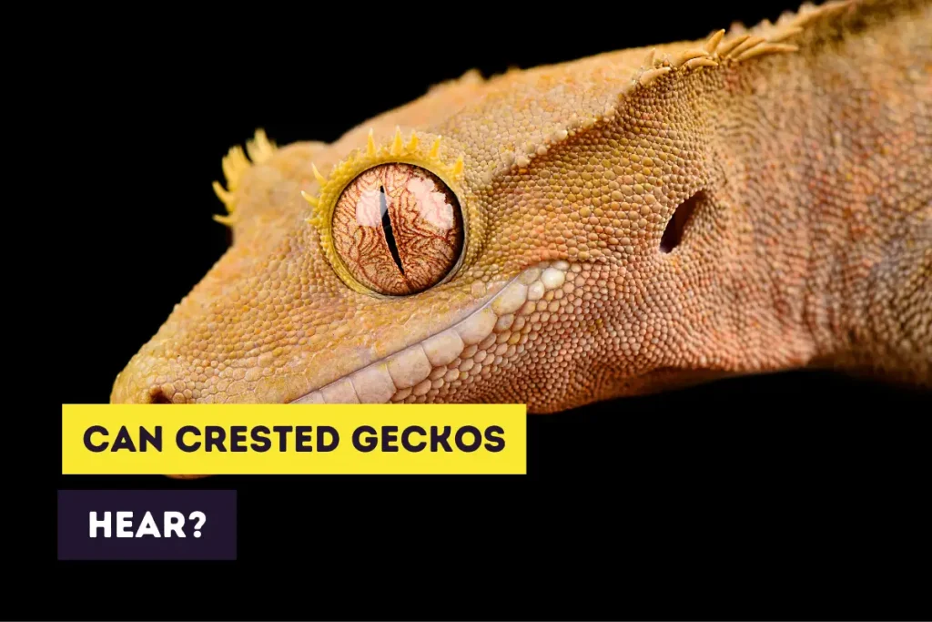 can crested geckos hear