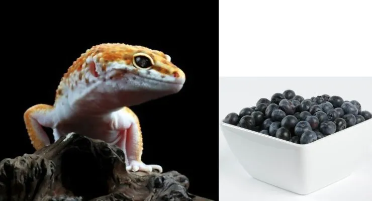 can leopard geckos eat blueberries