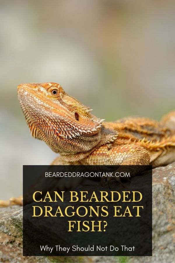 can a bearded dragon eat a fish