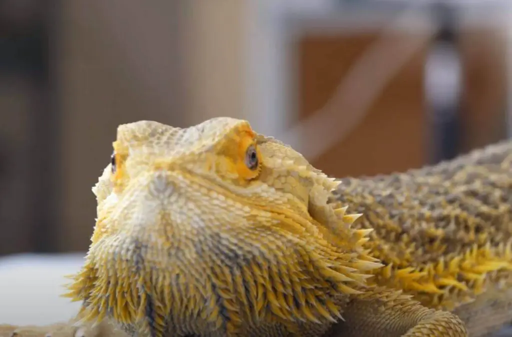can a bearded dragon have peanut butter