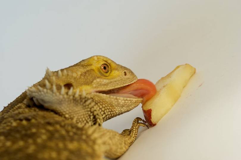 can bearded dragons eat dairy products