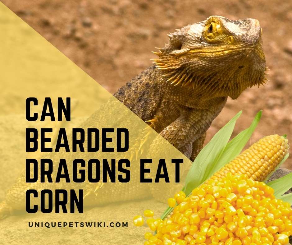 can bearded dragons eat grains