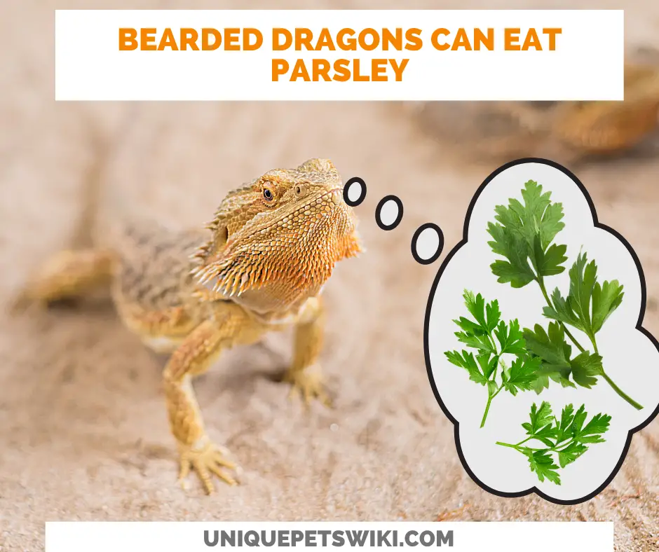 can bearded dragons eat parsley and cilantro